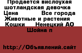 Продается вислоухая шотландская девочка › Цена ­ 8 500 - Все города Животные и растения » Кошки   . Ненецкий АО,Шойна п.